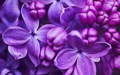 Фиолетовый – самый трендовый цвет нового года